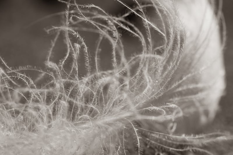 Feather with Quote